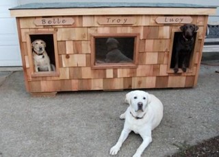 Belle, Troy, & Lucy - Washington